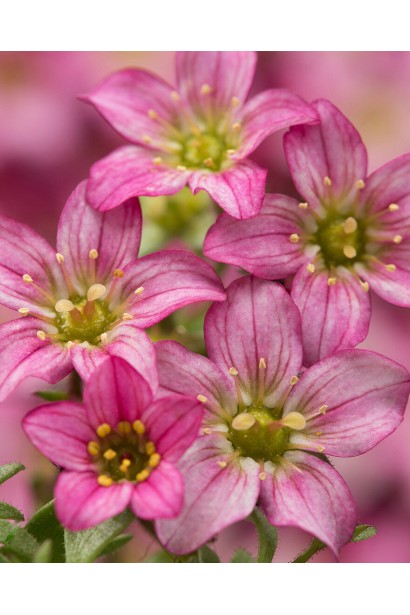 Камнеломка Арендса Марто Роуз Ред цветения